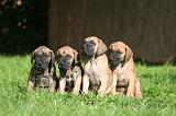 DOGUE ALLEMAND 799